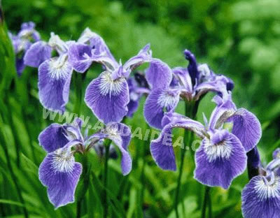 Iris Setosa pianta palustre per laghetti e giardini