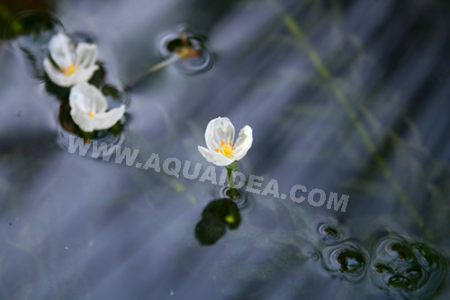 Egeria densa ossigenante per laghetti con fiori