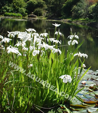Iris kaempferi per laghetti e giardini