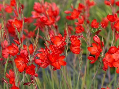 schizostylis coccinea fiori rossi laghetto