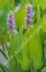 PONTEDERIA CORDATA pianta palustre con spiga a fiori viola/blu