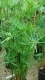 CYPERUS ALTERNIFOLIUS (FALSO PAPIRO) pianta da bordura per laghetto